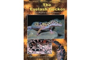 The eyelash Geckos